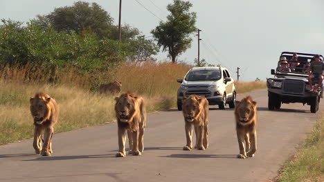 Male-lions-walk-on-concrete-road-with-cars-standing-behind-them