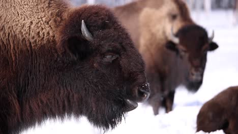 bison-chewing-breathing-with-other-in-background