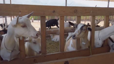 Young-white-goats-eating-forage-from-mangers-in-farm-pen
