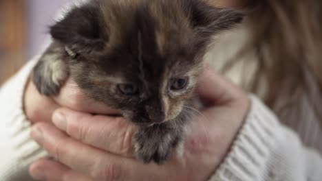 Woman-holding-cute-young-baby-tortoiseshell-kitten-in-hands-close-up-shot