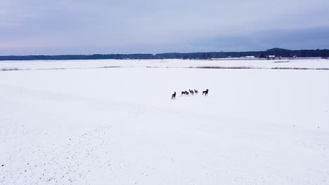 Aerial-birdseye-view-at-European-roe-deer-group-standing-on-snow-covered-agricultural-field-on-overcast-winter-day,-wide-angle-drone-shot-moving-forward