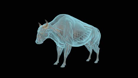 Bison-Skeleton-And-Muscular-System-in-Xray,-Holographic-Turntable-4K
