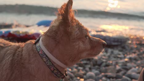 Close-up-side-view-of-cute-medium-sized,-greek-breed-Kokoni-dog-during-sunset-at-beach-of-Kalamata,-Greece