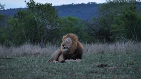 Adult-male-Black-Mane-Lion-at-dusk-in-flat-blue-light,-has-big-yawn