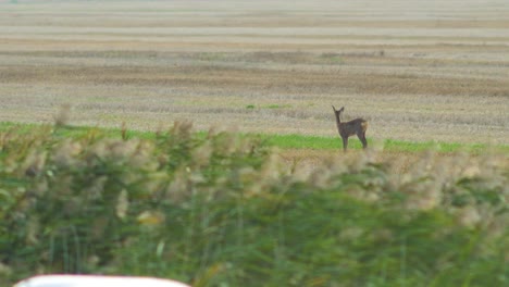 Young-European-roe-deer-walking-and-eating-on-a-field-in-the-evening,-medium-shot-from-a-distance