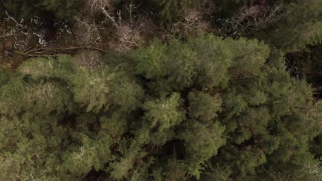 Descending-down-towards-freen-pine-trees---Aerial-shot