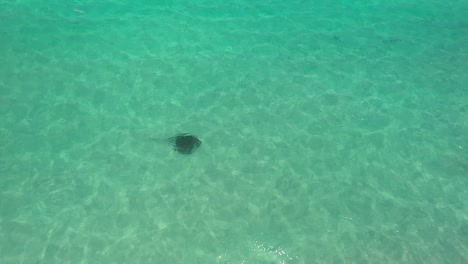 Manta-Ray-Swimming-Under-Clear-Blue-Sea-In-Carnarvon,-Western-Australia---high-angle-shot