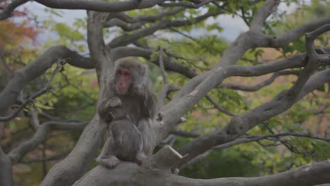 Japanische-Makaken-Mutter-Pflegt-Das-Fell-Ihres-Kindes-Im-Baum