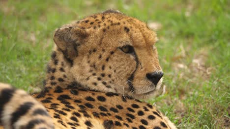 Face-Close-Up,-Cheetah-Slow-Blinking-and-Looking-Off-into-the-Distance