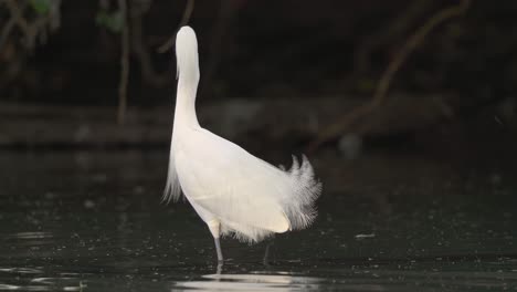 Close-view-of-snowy-egret-standing-in-shallow-water-and-flying-away