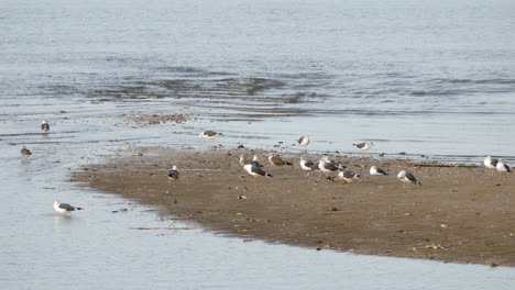 Group-of-seagulls-resting-on-sand-bank-island-on-Tangus-River-in-Portugal-during-daytime