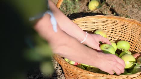 Putting-Harvested-Fresh-Apples-In-A-Basket---Apple-Picking---close-up,-slow-motion