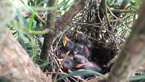 Mom-feeding-chicks-in-nest