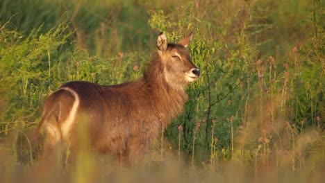Waterbuck-looking-at-camera-and-turning-away-in-shrubs-of-savanna-landscape