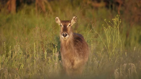 Female-waterbuck-antelope-shakes-head,-looks-at-camera,-and-walks-in-tall-grass