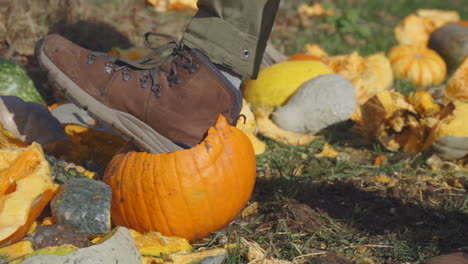 Slow-motion-close-up-of-man-stomping-his-boot-onto-rotten-pumpkins-and-gourds-after-Halloween-smashing-seeds-and-orange-pumpkin-pieces-into-the-air
