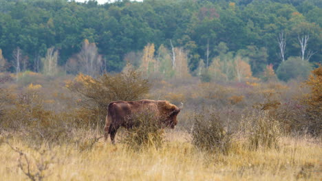 Europäischer-Bison-Bonasus-Bulle-Marschiert-In-Einer-Trockenen,-Buschigen-Prärie,-Tschechien