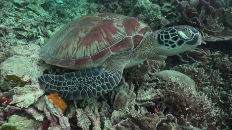 Grüne-Meeresschildkröte-Mit-Geschlossenen-Augen