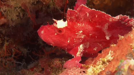 Rosafarbener-Skorpionfisch-Am-Korallenriff-Auf-Den-Malediven