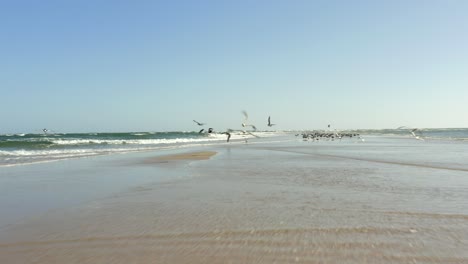 Flocks-of-seagulls-flying-of-above-the-ocean-spray-on-a-beautiful-day-in-Portugal