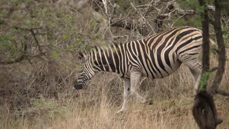 Seitenansicht-Eines-Zebras,-Das-Bergab-Durch-Buschland-Läuft,-Porträt