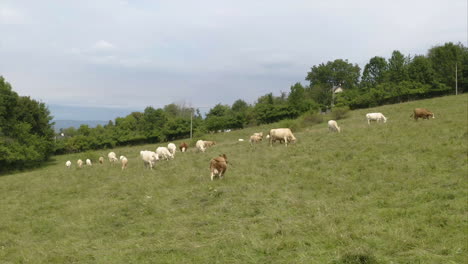 Herd-of-brown-and-white-domesticated-cattles-grazing-on-a-grassy,steep-field