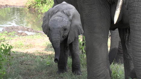 A-young-elephant-calf-alongside-its-mother-in-Africa