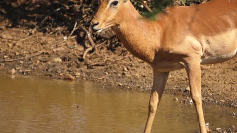 Close-up-of-an-impala-on-alert-for-predators-while-drinking-from-the-watering-hole