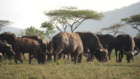 Slow-Motion,-Herd-of-Wild-African-Buffaloes-Graze-on-Grass-in-Savanna-Landscape