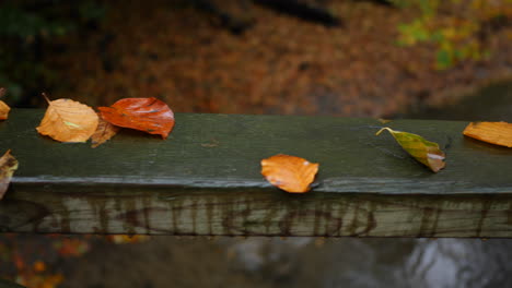 Herbstblätter-Auf-Den-Brückenschienen