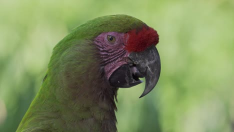 Red-fronted-macaw-with-open-beak-moves-tongue,-blinks-eyes,-close-up