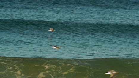 Seagull-flying-near-waves-in-slow-motion-at-Costa-de-Caparica-beach
