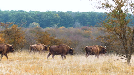 Europäische-Bison-Bonasus-Herde-Marschiert-In-Einer-Trockenen,-Buschigen-Prärie,-Tschechien