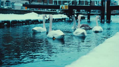 Swans-in-canal-during-Winter
