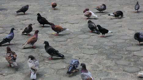 dozens-of-doves-walking-on-the-paving-floor