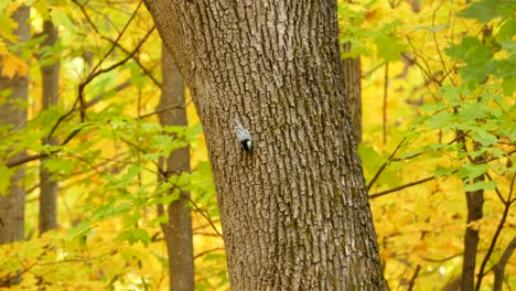 Tiny-energetic-bird-climbing-around-on-the-trunk-of-a-tree-looking-for-food,-autumn-in-Canada