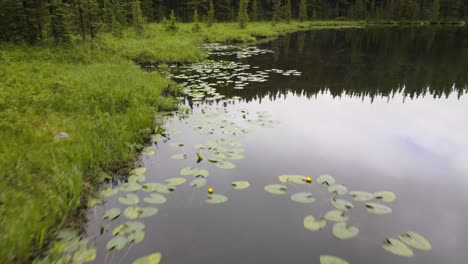 Aerial-view-of-lilly-pads-and-grass-along-the-shore-of-a-calm-remote-lake-on-a-early-summer-morning-in-Bighorn-National-Forest-in-Wyoming