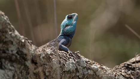 Southern-Agama-tree-lizard-on-sunny-tree-branch-looks-for-prey