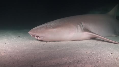 Nurse-shark-resting-on-sandy-ocean-floor-moving-it's-gills-to-absorb-oxygen