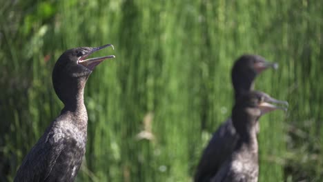 Close-view-of-three-neotropic-cormorants-gular-fluttering-to-cool-off