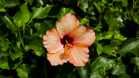 Hibiscus-flower-in-a-tropical-garden-in-Costa-Adeje,-Tenerife