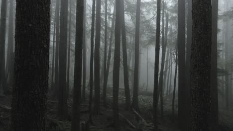 Weaving-between-trees-of-a-fog-shrouded-creepy-evergreen-forest,-aerial-fpv