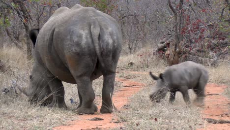 A-smooth-steady-shot-of-a-mother-Rhino-and-her-calf-as-it-plays-and-jumps-around-its-mother