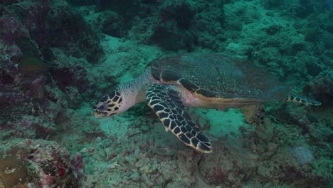 Wide-angle-shot-of-a-Hawksbill-turtle-swimming-over-tropical-coral-reef-in-the-Philippines