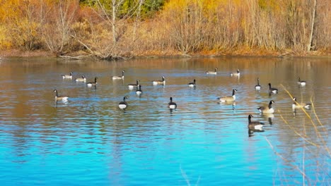 Gimbal-shot-of-Canadian-geese-swimming-in-lake-on-sunny-day