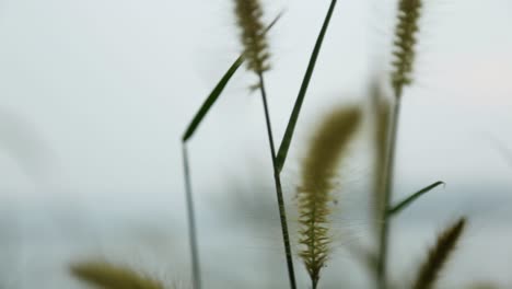 Gras-Ährchen,-Wilde-Pflanze-Wiegt-Sich-Im-Wind,-Steady-Shot