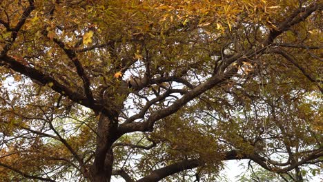 Vögel-Auf-Herbstlichen-Gelben-Blättern-Baumpfanne