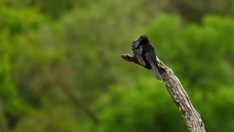 Slow-motion:-Adult-Black-Cuckoo-preens-and-ruffles-feathers,-atop-dry-branch,-with-out-of-focus-green-vegetation-background