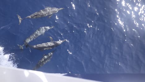 Eine-Gruppe-Schwimmender-Delfine,-Die-Neben-Einem-Fahrenden-Boot-Spielen