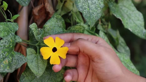 Die-Hand-Einer-Frau-Hält-Sanft-Eine-Gelbe-Blume